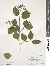 Viburnum recognitum image