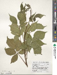 Rubus flagellaris image