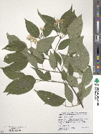 Cornus racemosa image
