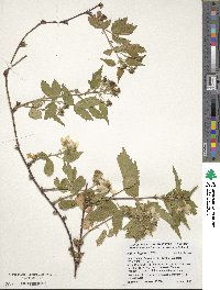 Rubus flagellaris image