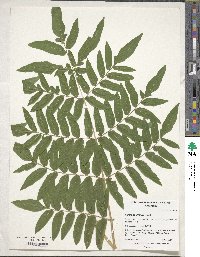 Osmunda japonica image