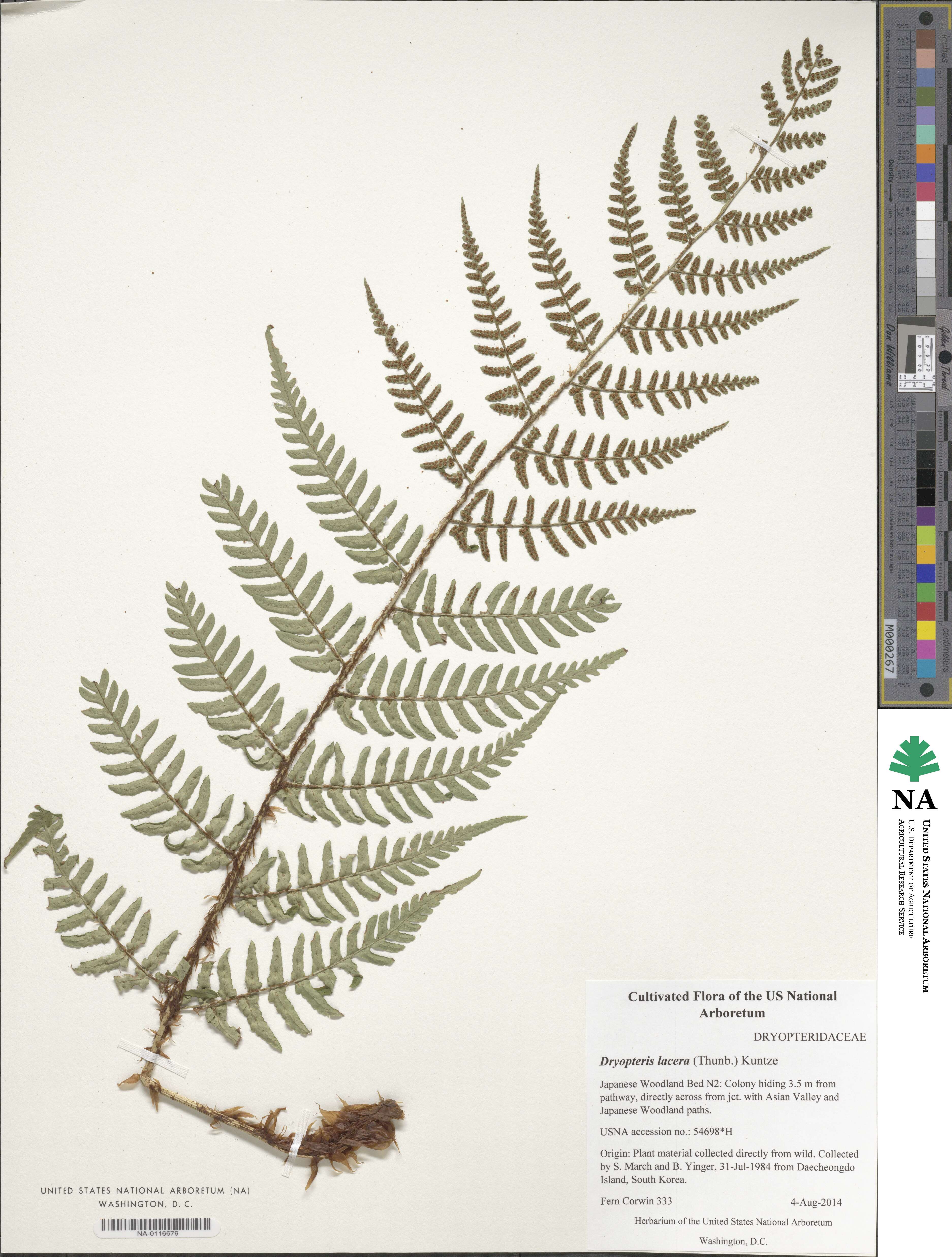 Dryopteris lacera image