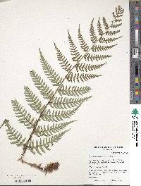 Dryopteris lacera image