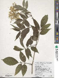 Sambucus canadensis image