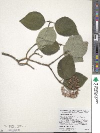 Cornus rugosa image