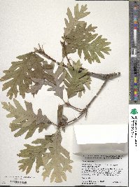 Quercus alba image