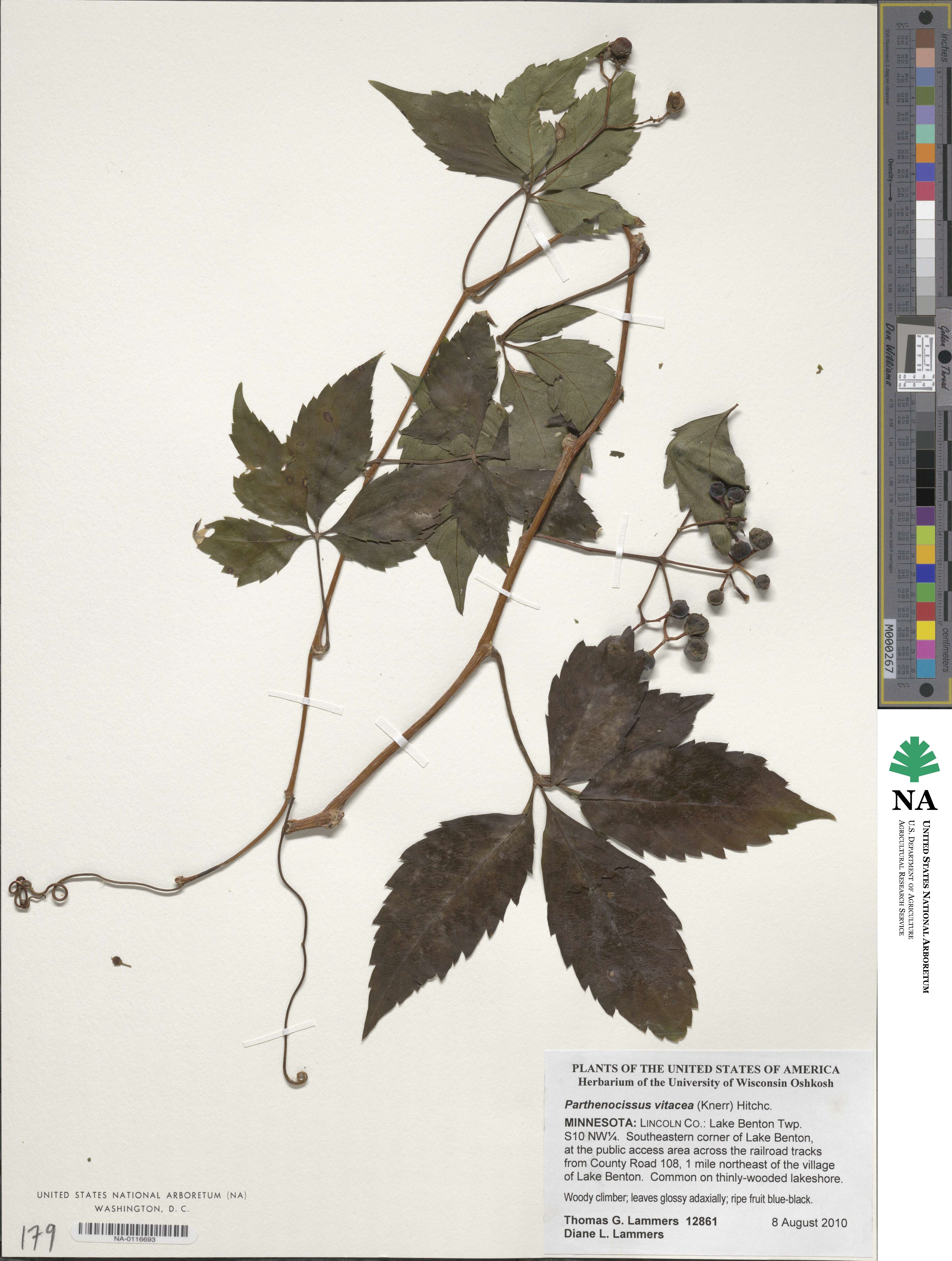 Parthenocissus inserta image