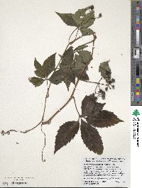 Parthenocissus inserta image