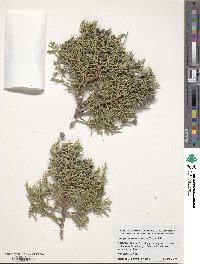 Juniperus osteosperma image