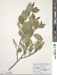 Prunus virginiana image