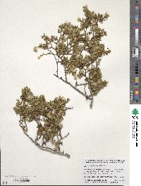 Larrea tridentata image