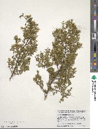 Larrea tridentata image