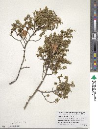 Larrea tridentata image