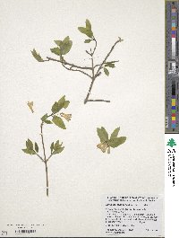 Lonicera canadensis image