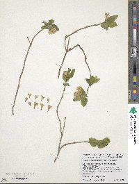 Lonicera canadensis image