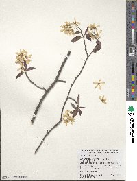 Amelanchier laevis image