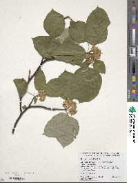 Cornus alternifolia image