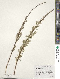 Salix petiolaris image