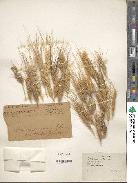 Triticum aestivum image