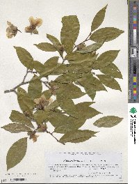 Stewartia sinensis image