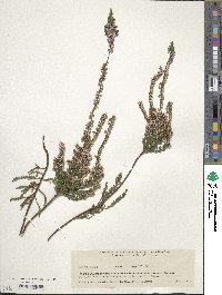 Calluna vulgaris image