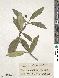 Image of Osmanthus decorus