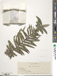 Araucaria bidwillii image