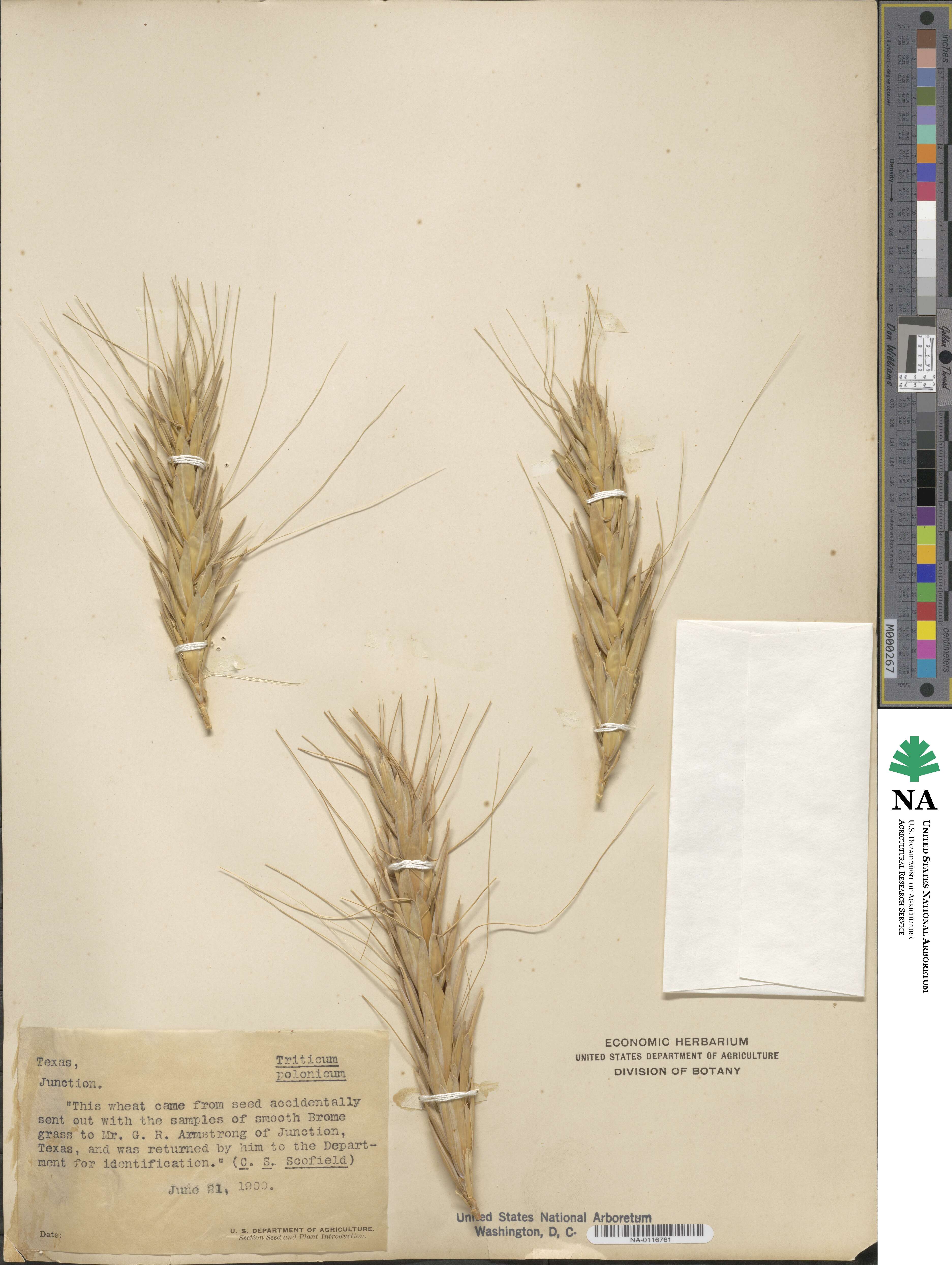 Triticum turgidum subsp. polonicum image