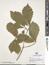 Quercus michauxii image