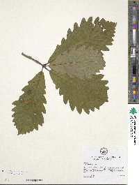 Quercus michauxii image