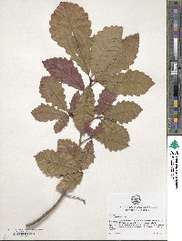 Quercus michauxii image