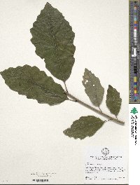 Quercus muehlenbergii image