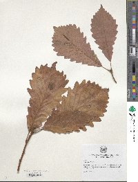 Quercus michauxii image