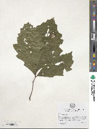 Quercus michauxii image