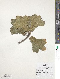 Quercus marilandica image