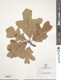 Quercus stellata image