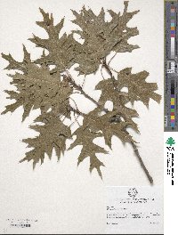 Quercus shumardii image