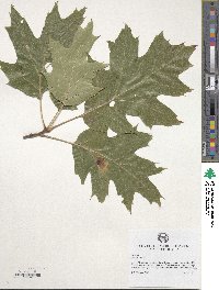 Quercus rubra image