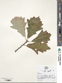 Quercus bicolor image