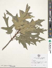 Quercus falcata image