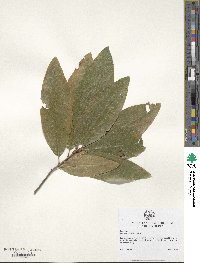 Quercus imbricaria image