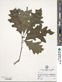 Quercus lyrata image