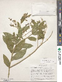 Image of Monnina padifolia