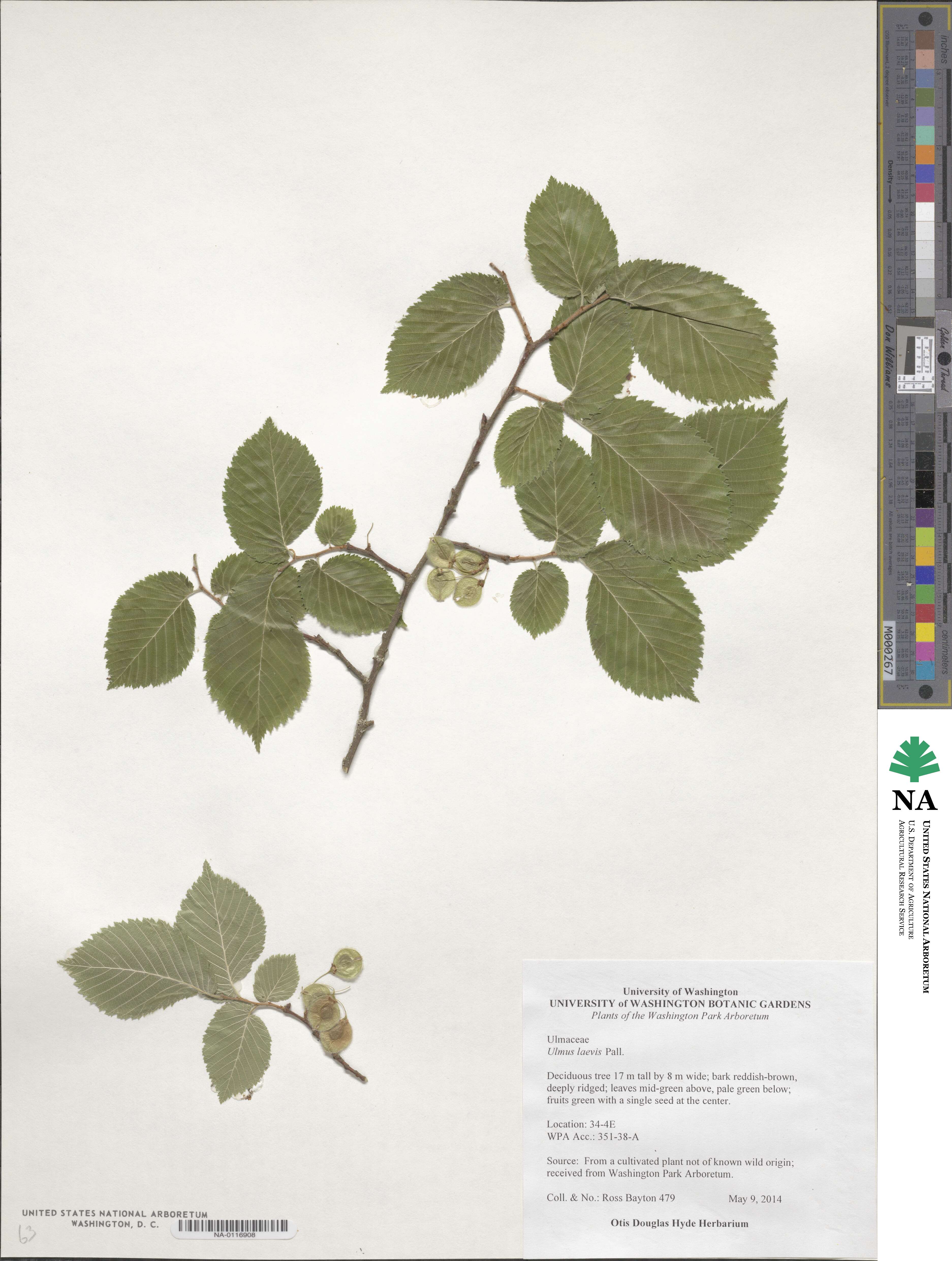 Ulmus laevis image
