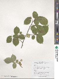 Ulmus laevis image