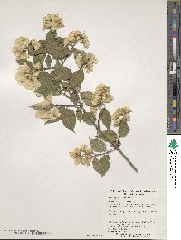 Image of Philadelphus coronarius