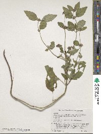 Clinopodium chinense var. parviflorum image