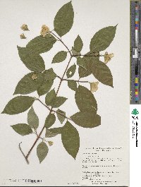 Philadelphus inodorus image