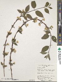 Philadelphus hirsutus image