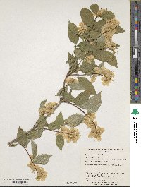 Image of Philadelphus tenuifolius